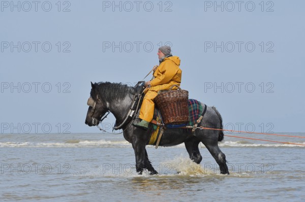 Crab fishermen on horseback prawn fishing, Oostduinkerke, Koksijde, West Flanders, Flanders,