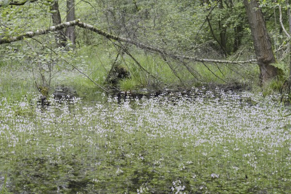 Flowering European water feather or water primrose (Hottonia palustris) in a pond, North
