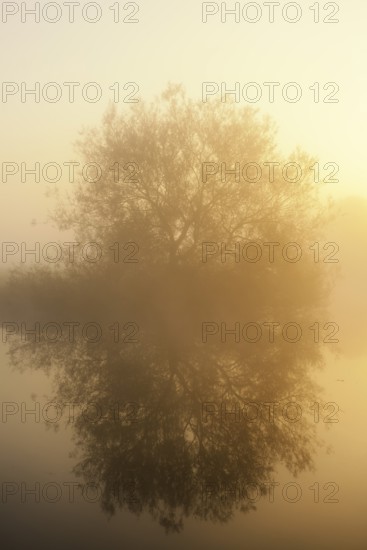 Silver willow (Salix alba) in the morning mist on the river Lippe at sunrise, North
