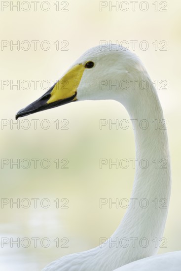 Whooper swan (Cygnus cygnus), portrait, Friesland, Netherlands