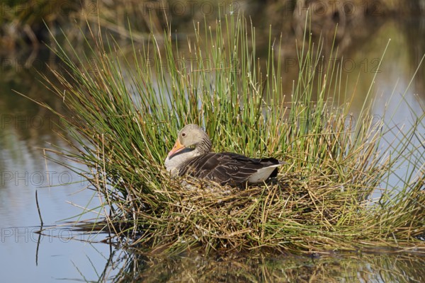 Greylag goose (Anser anser) sitting brooding on the nest, North Rhine-Westphalia, Germany