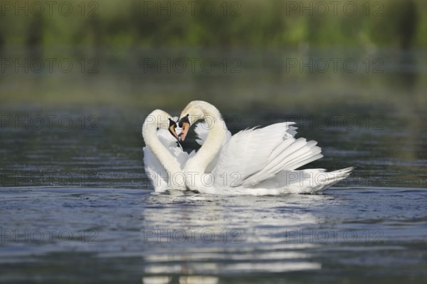 Mute swan (Cygnus olor), mating pair, North Rhine-Westphalia, Germany