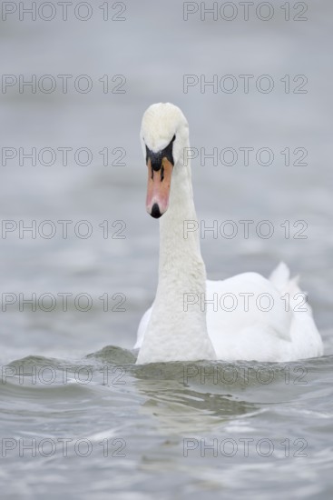 Mute swan (Cygnus olor), Alsace, France