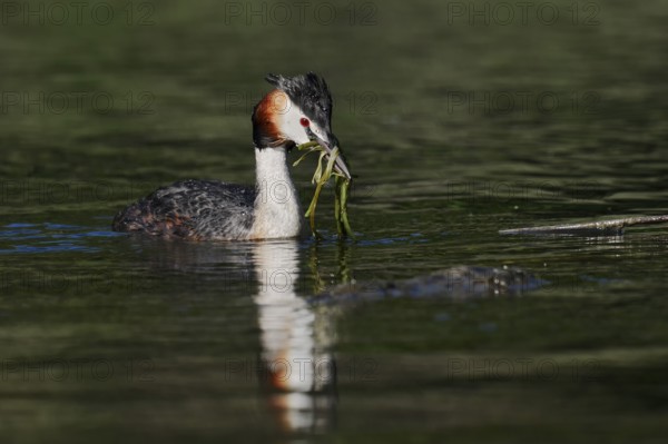 Great Crested Grebe (Podiceps Scalloped ribbonfish) swimming with nesting material, North