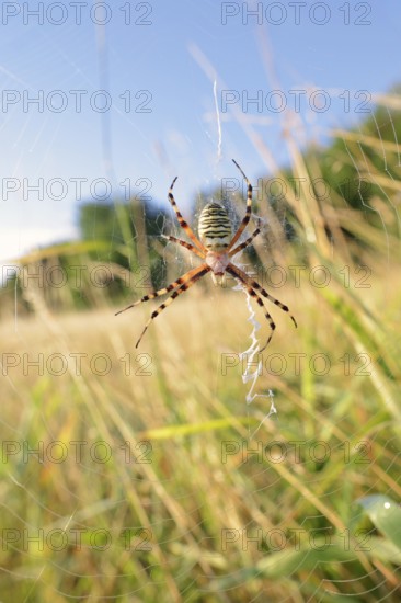 Wasp spider (Argiope bruennichi), female in web, North Rhine-Westphalia, Germany