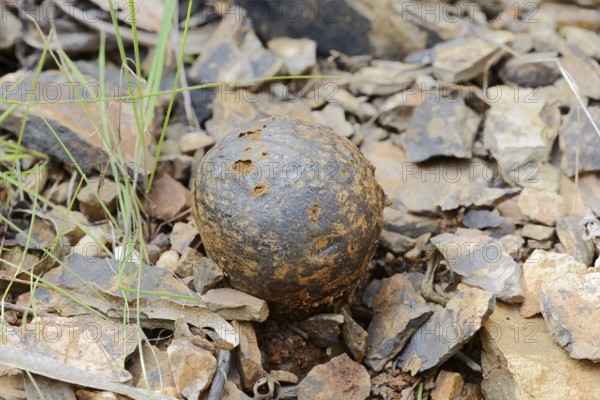 Pisolithus arhizus or Bohemian truffle (Pisolithus arhizus, Pisolithus tinctorius), Algarve,