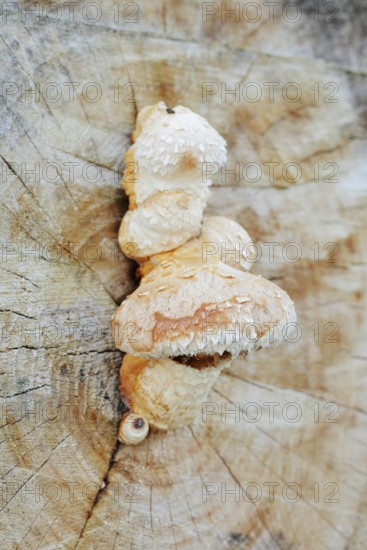 Poplar Schüppling (Hemipholiota populnea, Pholiota destruens), North Rhine-Westphalia, Germany