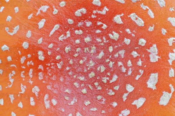 Fly agaric (Amanita muscaria), cap with flaky scales, North Rhine-Westphalia, Germany