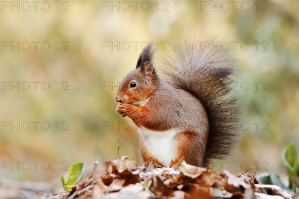 Eurasian squirrel (Sciurus vulgaris) sitting feeding on a pile of leaves with hoarfrost, North