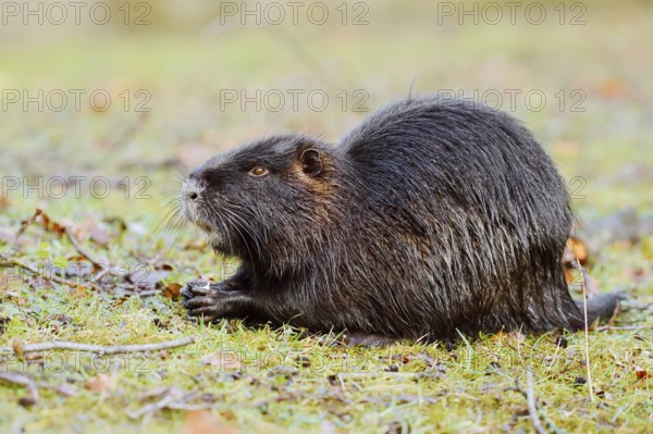 Nutria or swamp beaver (Myocastor coypus) sits feeding on the bank, North Rhine-Westphalia,
