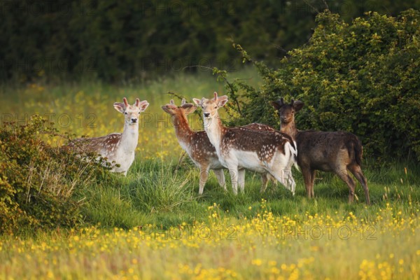 Fallow deer (Dama dama), fallow deer with velvet antlers on a flower meadow in spring, Zeeland,