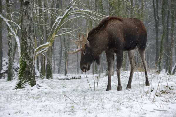 Eurasian elk (Alces alces alces), bull elk in winter, Poland
