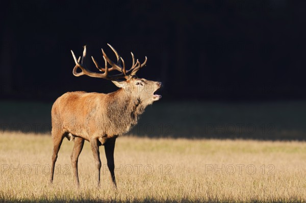 Red deer (Cervus elaphus), roaring in the rutting season, Arnsberg Forest, North Rhine-Westphalia,
