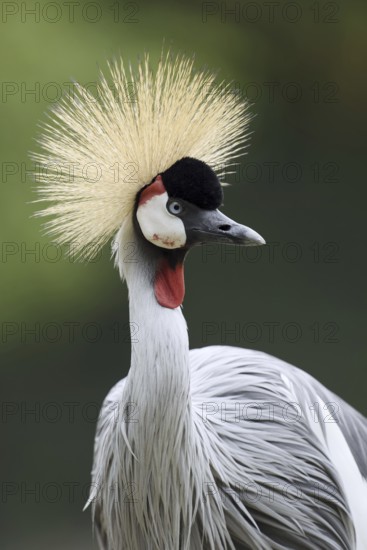 South African Crowned Crane or Grey-necked Crowned Crane (Balearica regulorum), portrait, captive,