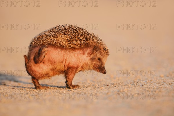 Brown-breasted hedgehog or Western European hedgehog (Erinaceus europaeus) scratching itself, North