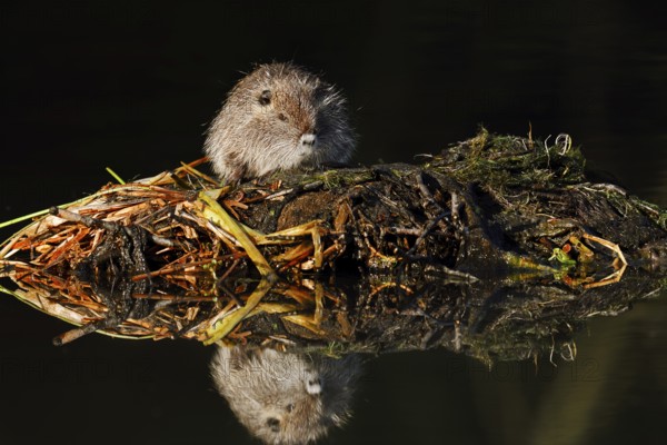 Nutria or swamp beaver (Myocastor coypus), juvenile, North Rhine-Westphalia, Germany, neozoon in