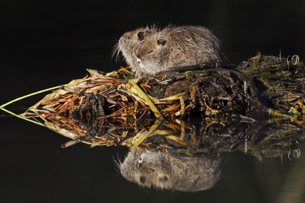 Nutria or swamp beaver (Myocastor coypus), young animals, North Rhine-Westphalia, Germany, neozoon