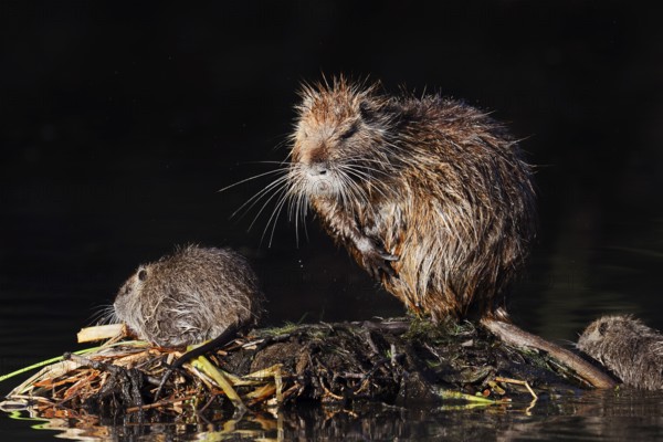 Nutria or swamp beaver (Myocastor coypus), female with young, North Rhine-Westphalia, Germany,