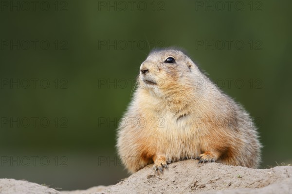 Black-tailed prairie dog (Cynomys ludovicianus) at the den, North America