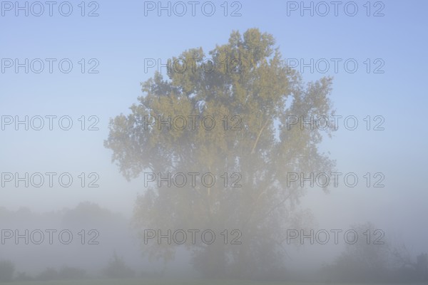 Bastard black poplar or Canada poplar (Populus ×canadensis, Populus ×euramericana) in the morning