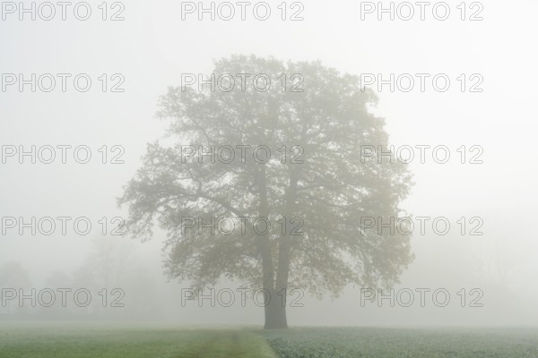 English oak (Quercus robur, Quercus pedunculata) in a field in the morning mist, North