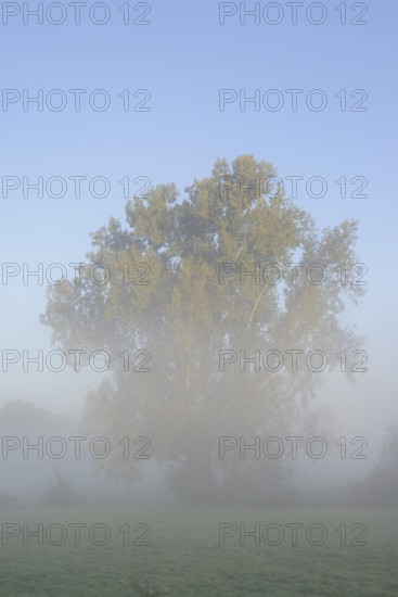 Bastard black poplar or Canada poplar (Populus ×canadensis, Populus ×euramericana) in the morning