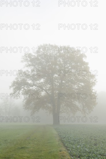 English oak (Quercus robur, Quercus pedunculata) in a field in the morning mist, North
