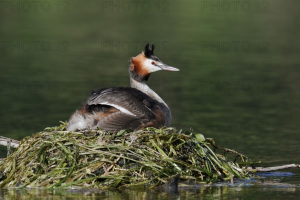 Great Crested Grebe (Podiceps Scalloped ribbonfish) sitting on its nest, North Rhine-Westphalia,
