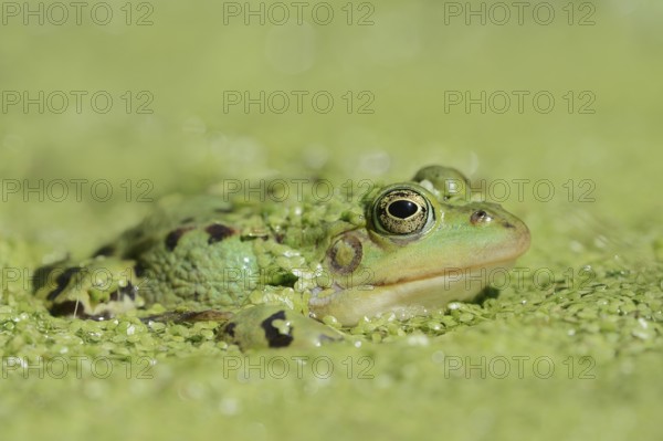 Edible Frog (Pelophylax esculentus, Rana esculenta) in a pond with Common duckweed (Lemna minor),