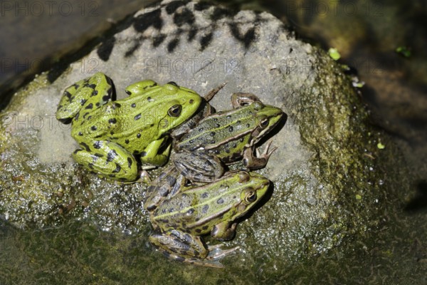 Pond frogs (Pelophylax esculentus, Rana esculenta) sitting on a stone, North Rhine-Westphalia,