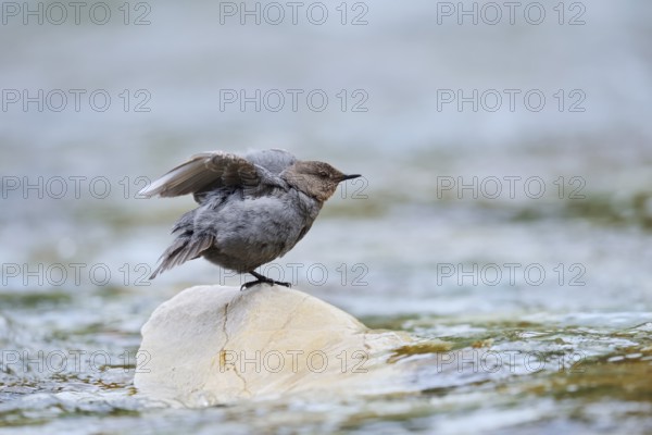 Grey White-throated White-throated Dipper (Cinclus mexicanus), Waterton Lakes National Park,