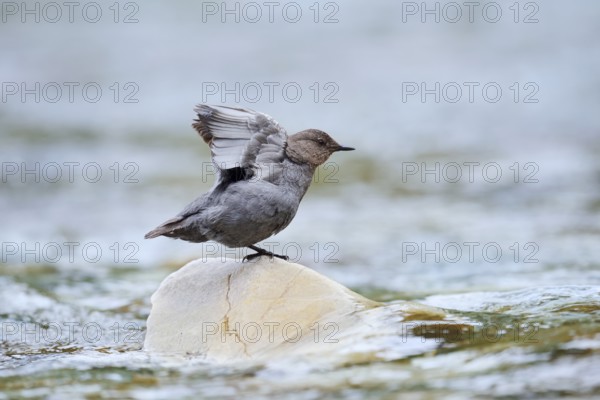 Grey dipper (Cinclus mexicanus) sitting on a rock and stretching its wings, Waterton Lakes National