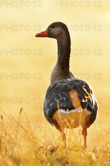 Greylag goose (Anser anser) standing against the light in a meadow at sunrise, North