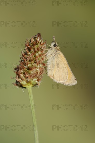 Small Skipper or Small Skipper butterfly (Thymelicus sylvestris) with dewdrops, North