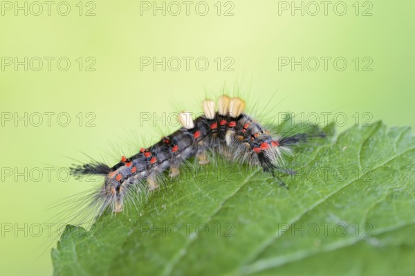 Blackthorn brush moth or small brush moth (Orgyia antiqua), caterpillar, North Rhine-Westphalia,