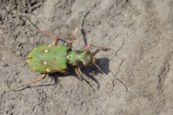 Field sand beetle or field sandpiper (Cicindela campestris), North Rhine-Westphalia, Germany