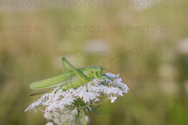 Great green bush cricket (Tettigonia viridissima), female sitting on inflorescence of Wild carrot