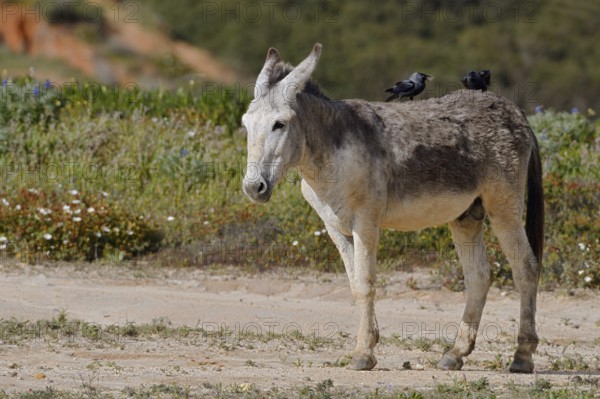 Domestic donkey (Equus asinus asinus) with jackdaws (Corvus monedula, Coloeus monedula) on its