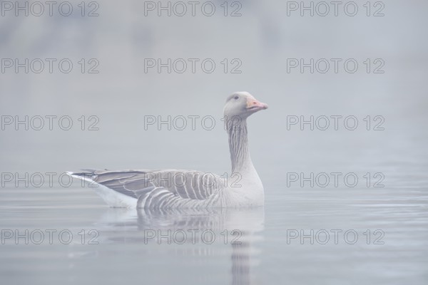 Greylag goose (Anser anser), swimming in the morning mist on a pond, North Rhine-Westphalia,