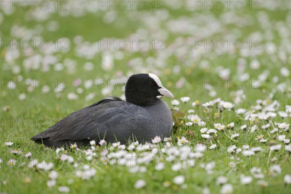 Eurasian Coot (Fulica atra) sitting in a meadow with daisies (Bellis perennis), South Holland,