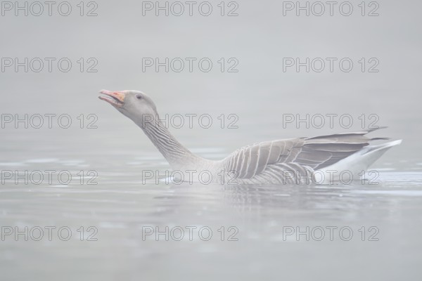 Greylag goose (Anser anser), swimming in the morning mist on a pond and calling, North