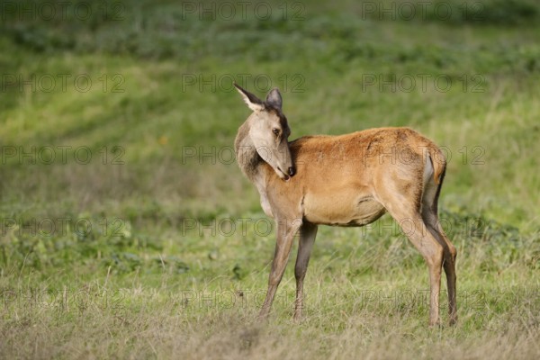 Red deer (Cervus elaphus), doe standing in a meadow, North Rhine-Westphalia, Germany