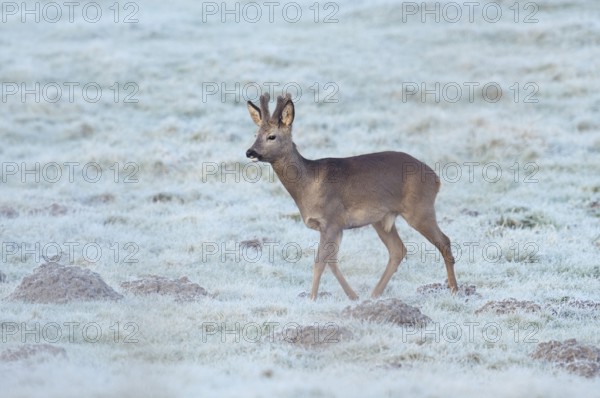 European roe deer (Capreolus capreolus), roebuck in a meadow with hoarfrost, North
