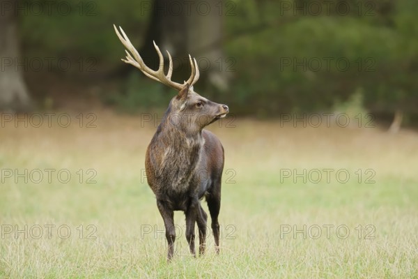 Sika deer (Cervus nippon) in autumn, Sauerland, North Rhine-Westphalia, Germany, naturalised