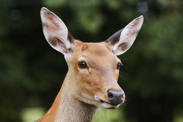 Dybowski deer or Dybowski sika deer (Cervus hortulorum, Cervus nippon hortulorum), female,