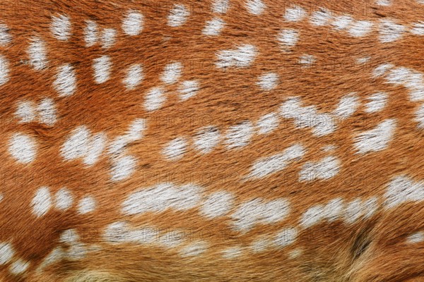 Dybowski deer or Dybowski sika deer (Cervus hortulorum, Cervus nippon hortulorum), fur detail,