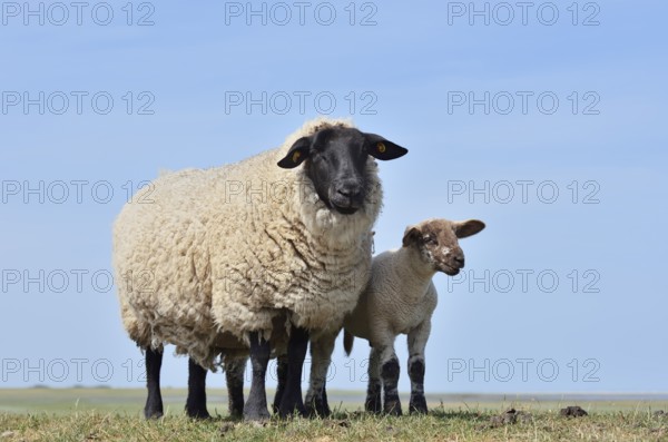German black-headed meat sheep or black-headed sheep (Ovis orientalis aries) with lamb,