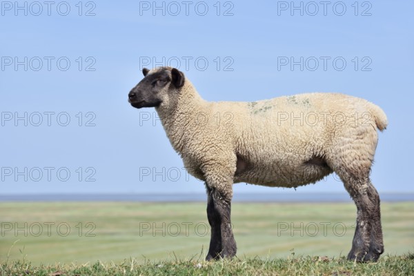 German black-headed meat sheep or black-headed sheep (Ovis orientalis aries), lamb,