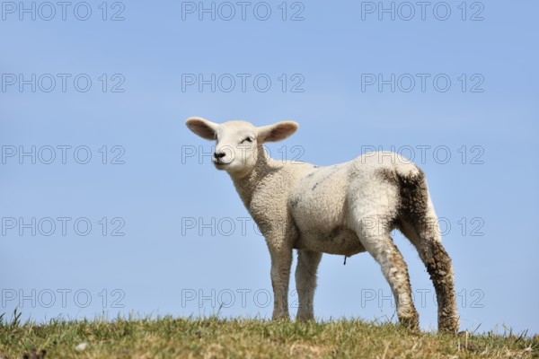Domestic sheep (Ovis orientalis aries), lamb, Schleswig-Holstein, Germany