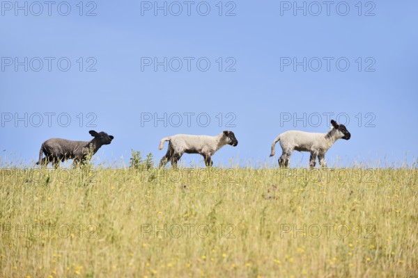 Domestic sheep (Ovis orientalis aries), lambs on a dyke, Schleswig-Holstein, Germany